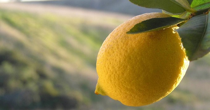 Limone di Mentone